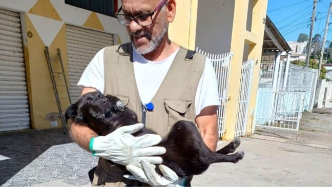 Sem água e comida: Meio Ambiente de Várzea Paulista resgata cachorro em situação de maus-tratos