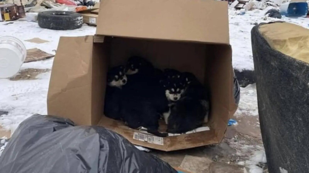 Foto: Reprodução/Facebook/Pretty in Pink Animal Rescue