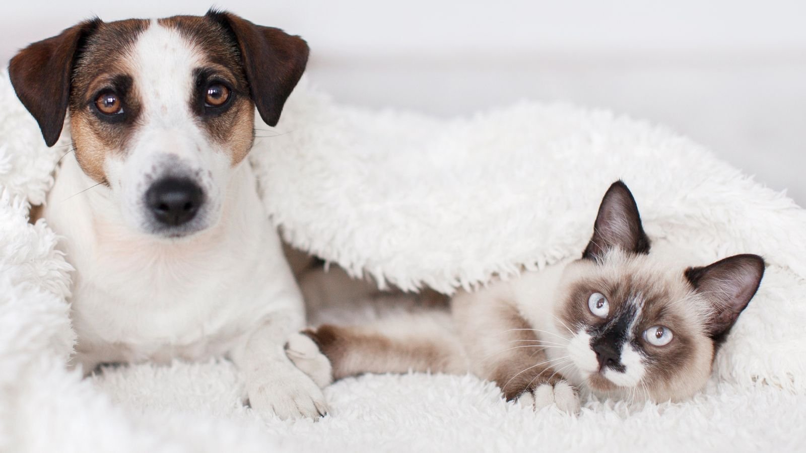 Cachorro e gato cobertos