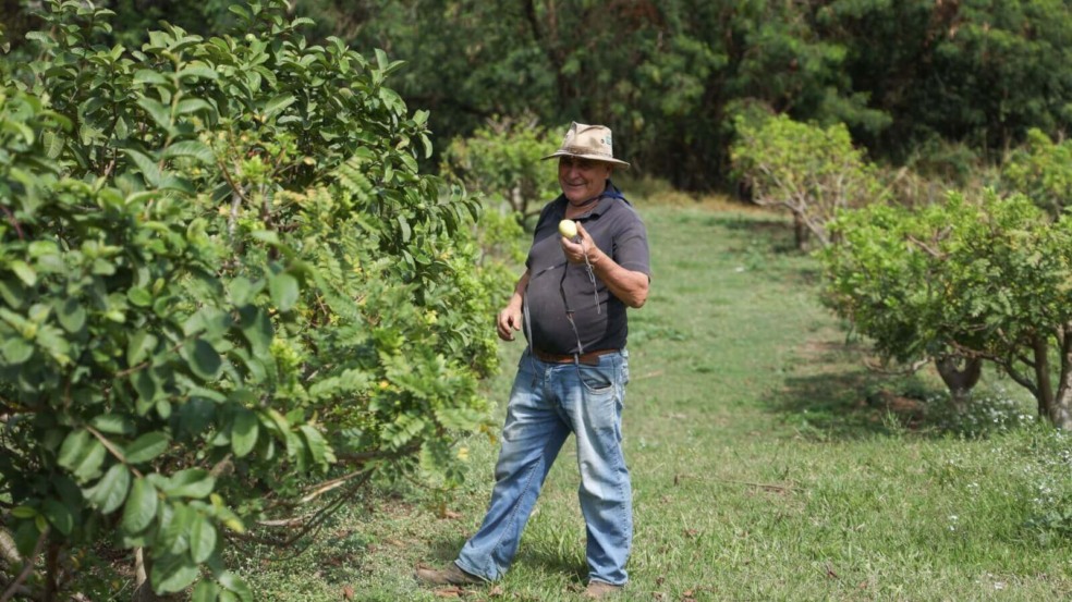 Sistema de cultivo desenvolvido em Jundiaí produz goiaba o ano todo