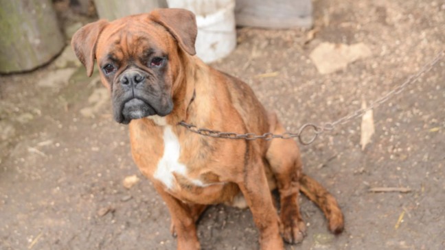 Cão acorrentado.