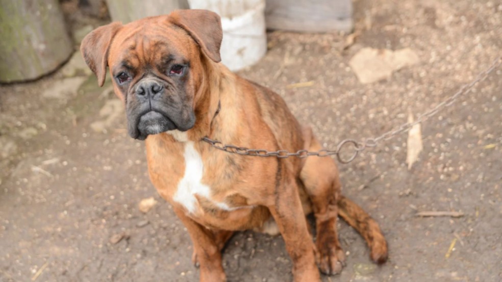 Cão acorrentado.