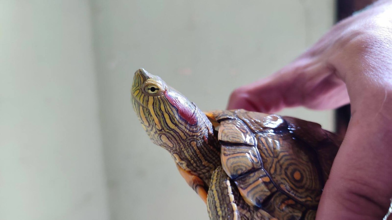 Só este ano, a Mata Ciliar de Jundiaí recebeu sete tartarugas tigre-d ’água-americanos