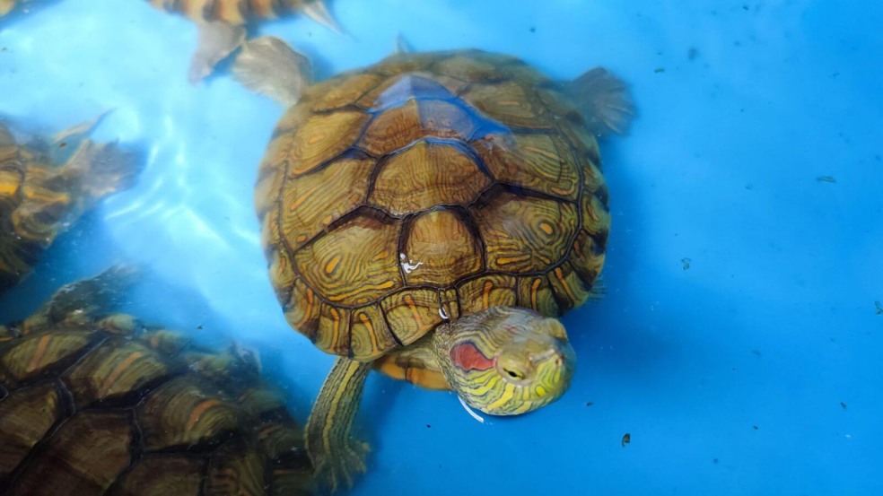 Só este ano, a Mata Ciliar de Jundiaí recebeu sete tartarugas tigre-d ’água-americanos