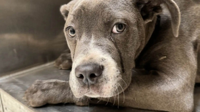 Cachorro da raça Cane Corso cinza, deitado com olhar triste