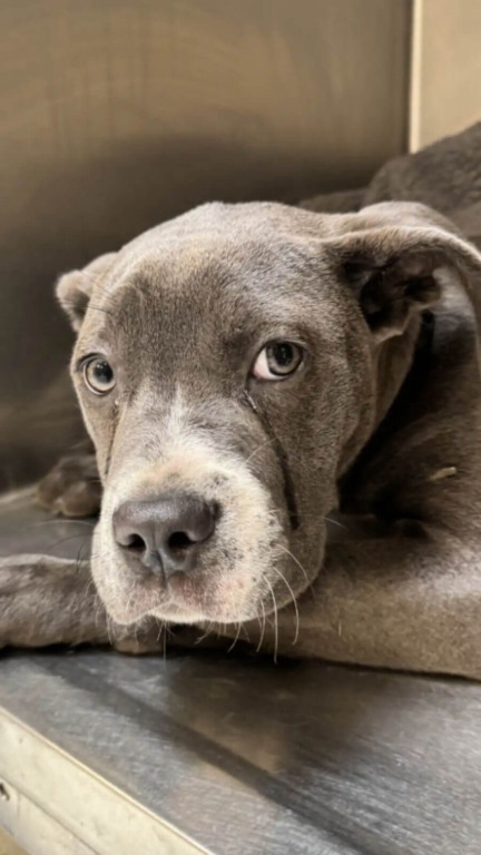 Cachorro da raça Cane Corso cinza, deitado com olhar triste