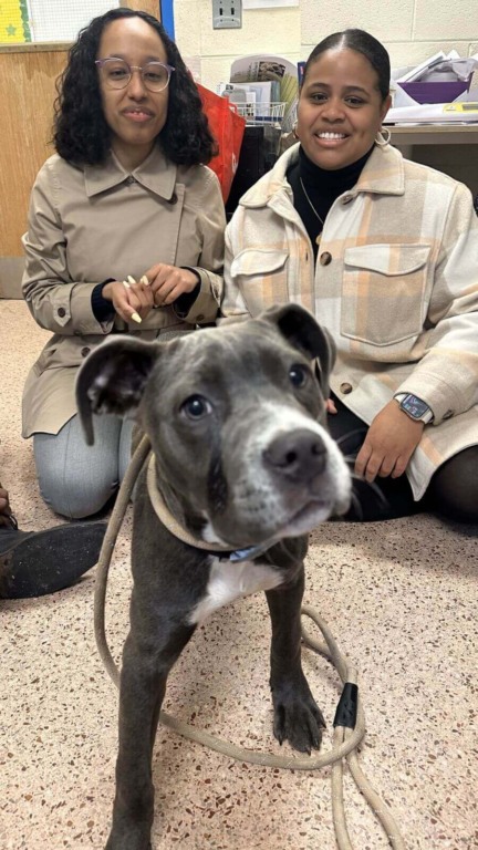 Cachorro da raça Cane Corso cinza, com coleira na frente de duas mulheres que estão sentadas no chão.