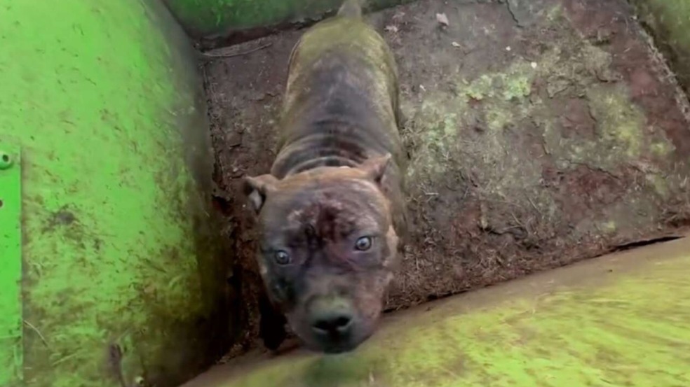 Socorristas encontram cão abandonado com os olhos mais tristes em caçamba de lixo Socorristas encontram cão abandonado com os olhos mais tristes em caçamba de lixo
