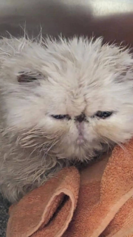 Gato resgatado surpreende com seus olhos