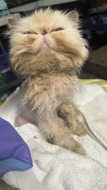 Gato resgatado surpreende com seus olhos