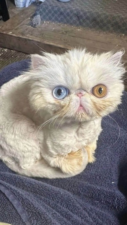 Gato resgatado surpreende com seus olhos