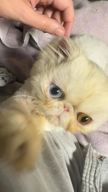 Gato resgatado surpreende com seus olhos