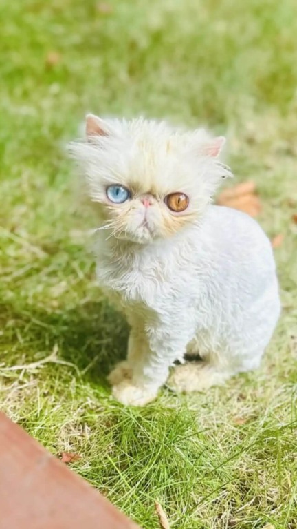 Gato resgatado surpreende com seus olhos