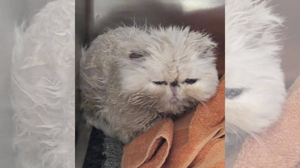 Gato resgatado surpreende com seus olhos Gato resgatado surpreende com seus olhos