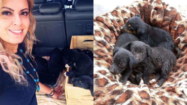 Resgate de cachorros na região de Jundiaí