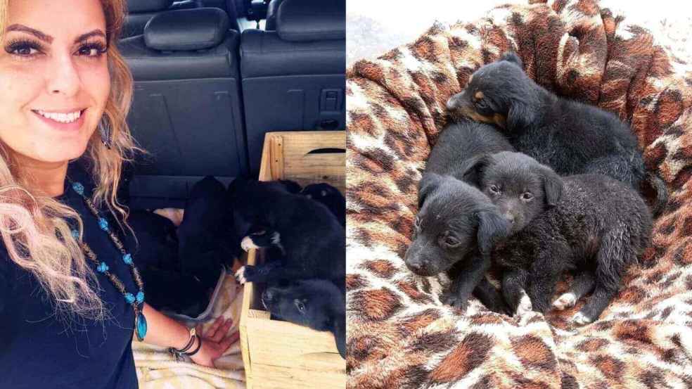 Resgate de cachorros na região de Jundiaí