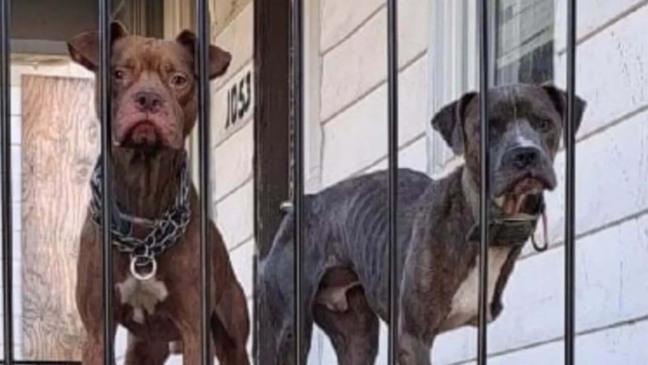 Foto: Reprodução/Rescue Me Animal Advocacy/The Dodo