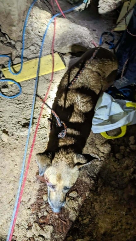 Cachorro cai em poço de 18 metros