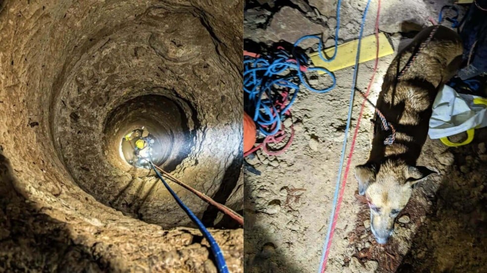 Cachorro cai em poço de 18 metros