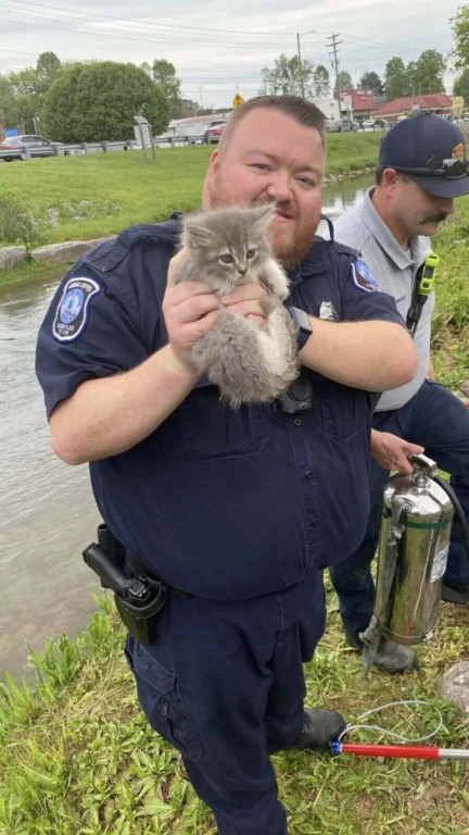 Socorristas resgatam gato preso em pedras
