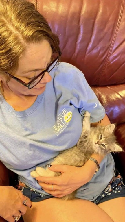 Socorristas resgatam gato preso em pedras