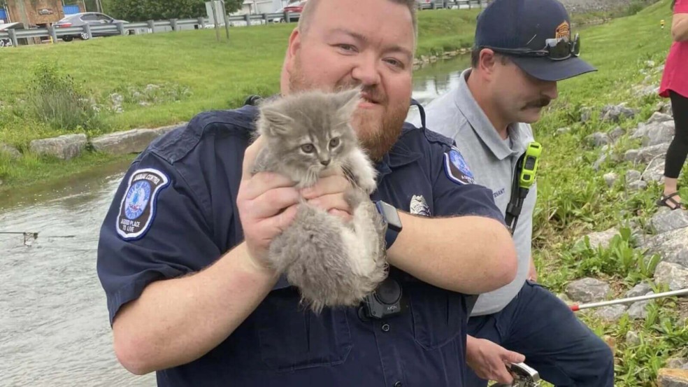 Socorristas resgatam gato preso em pedras