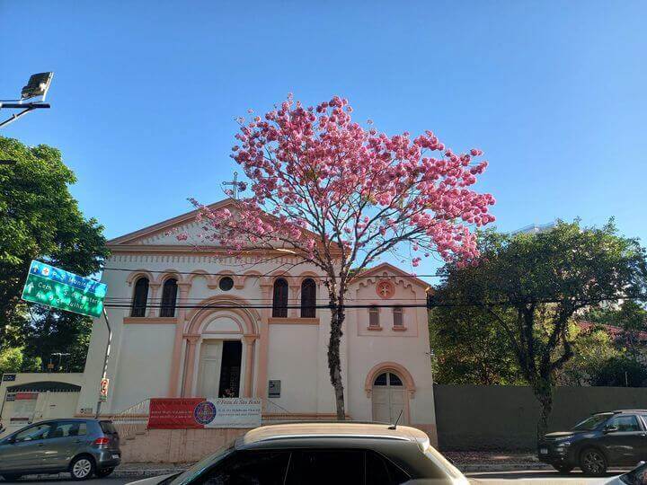 Árvore durante Florada dos Ipês