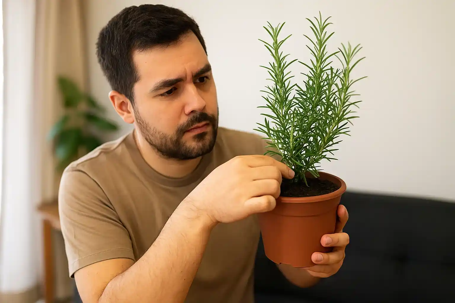 Solo compactado prejudica seu alecrim Saiba como corrigir agora