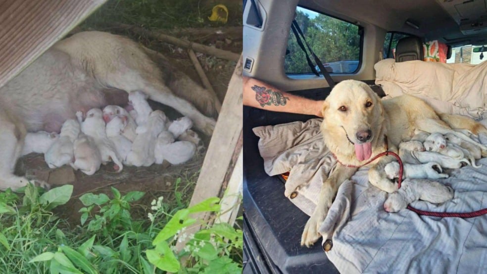 Mamãe cachorra e seus filhotes