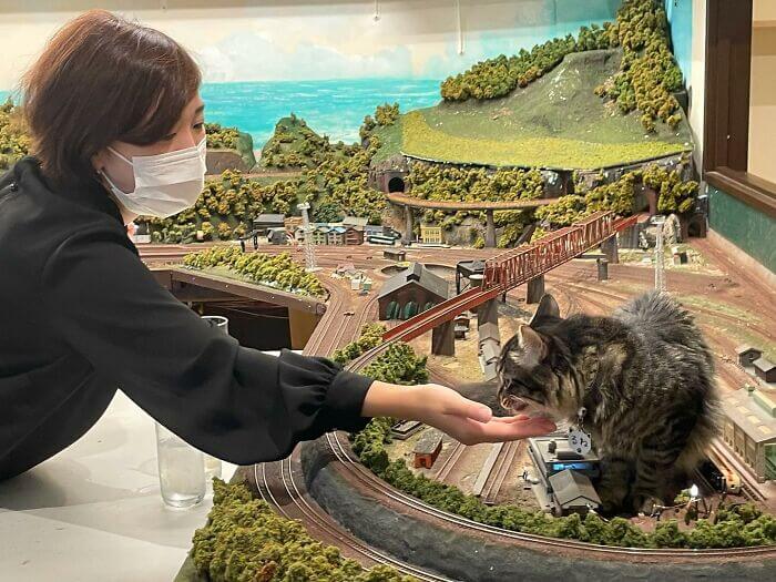 Mulher brincando com gato em miniatura de ferrovia