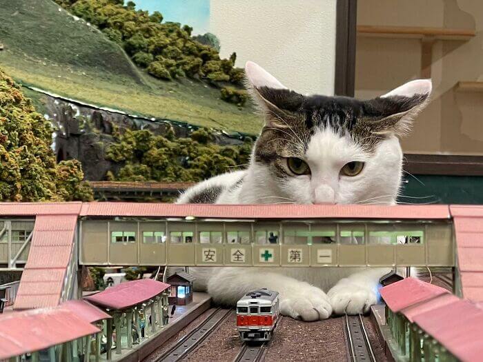 Gato em miniatura de ferrovia