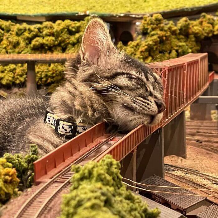 Gato em miniatura de ferrovia