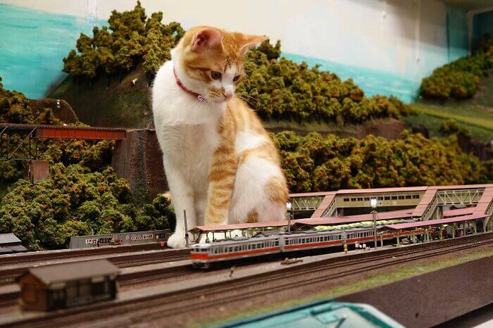 Gato em miniatura de ferrovia