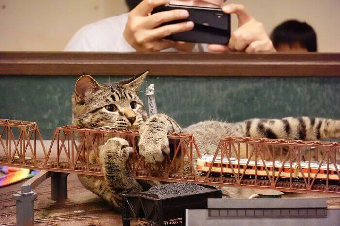 Gato em miniatura de ferrovia