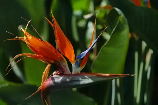 Strelitzia reginae como fazer a ave-do-paraíso florescer