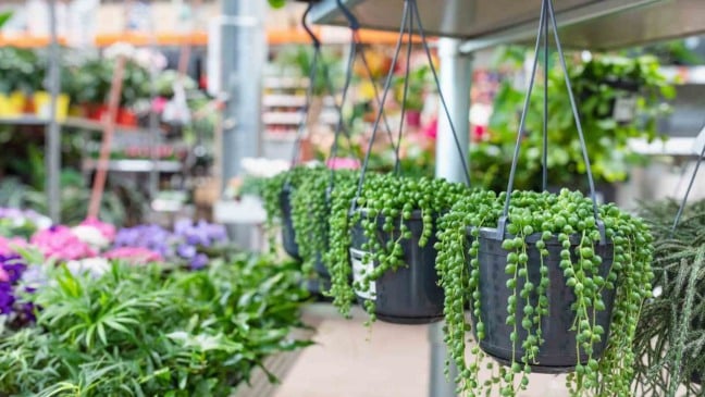 (Foto: Canva/Anna Chaplygina)