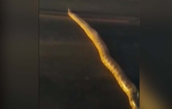 Susto gigante - sucuri de 6 metros atravessa rodovia e impressiona motoristas