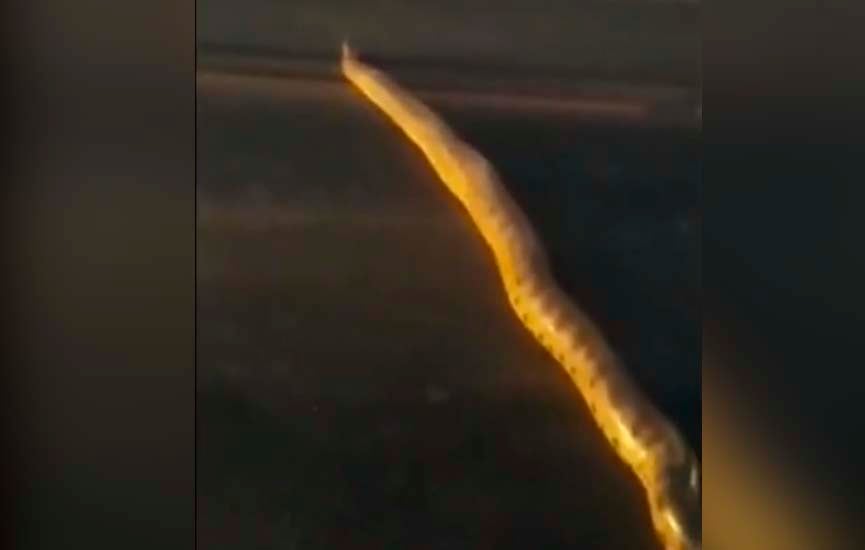 Susto gigante - sucuri de 6 metros atravessa rodovia e impressiona motoristas