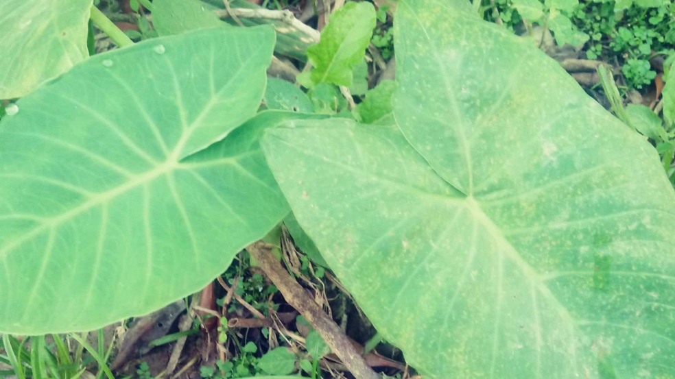 Foto: Alexandro Mori/Canva Foto: Alexandro Mori/Canva