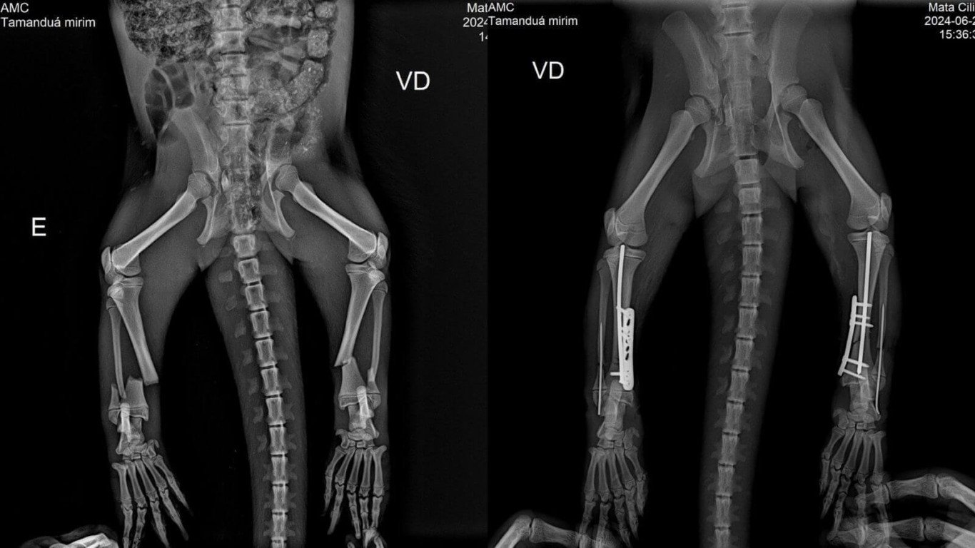 Raios-x de antes e depois de pernas de tamanduá-mirim atropelado