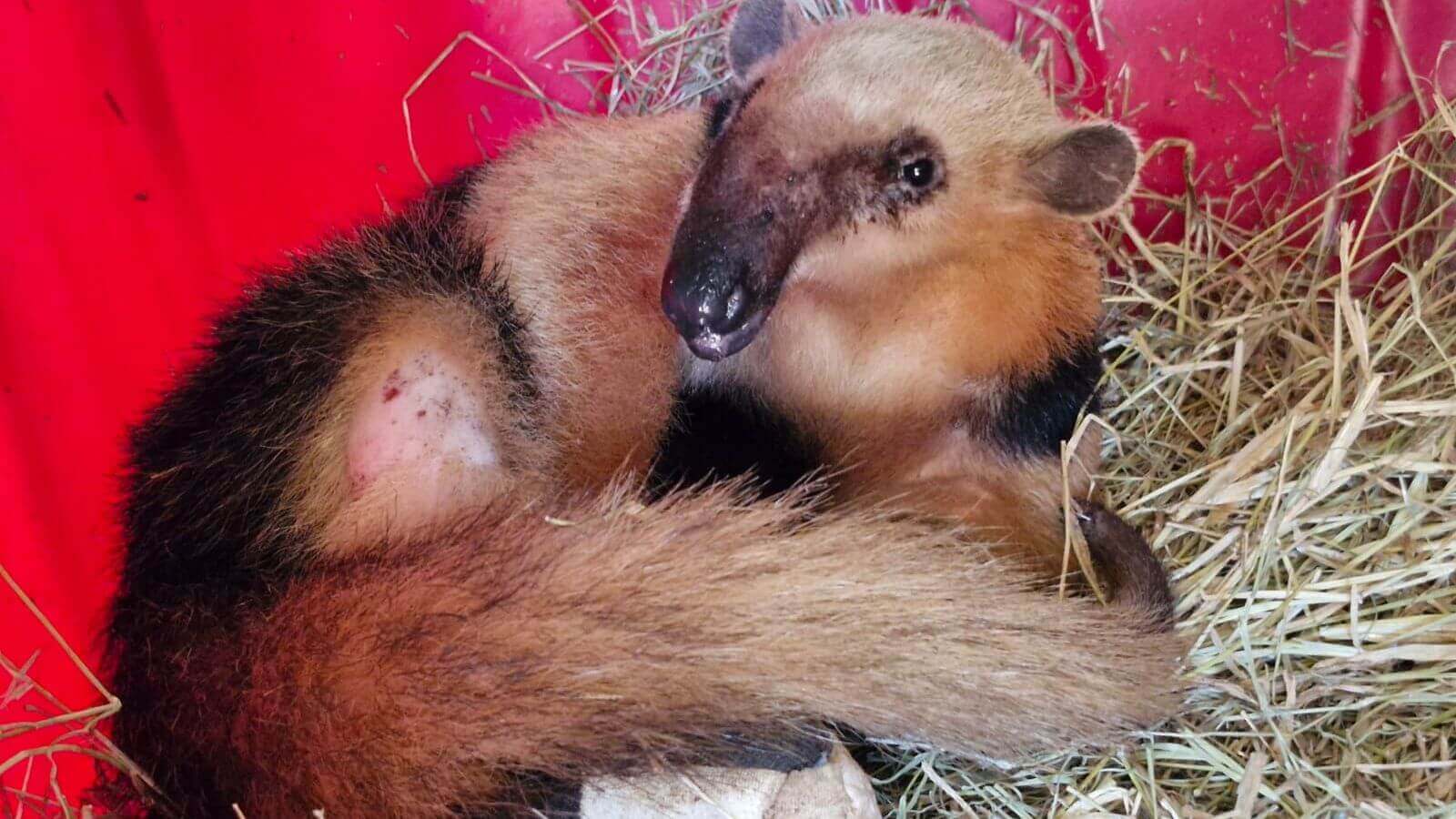 Tamanduá-mirim é cuidado pela equipe da Mata Ciliar