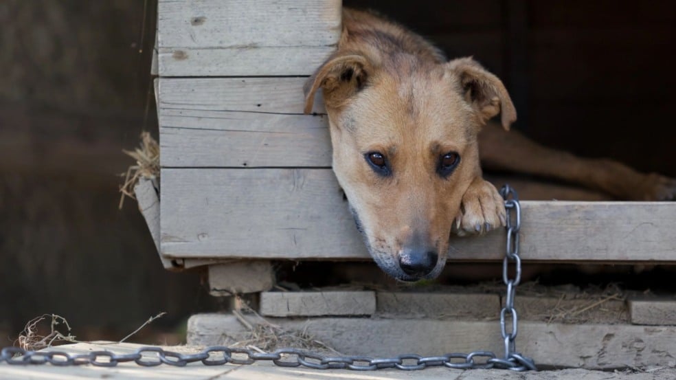 Cachorro amarrado