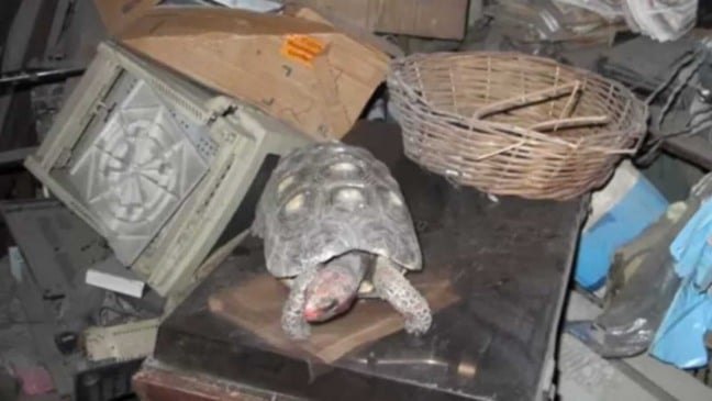 Tartaruga em meio à bagunça