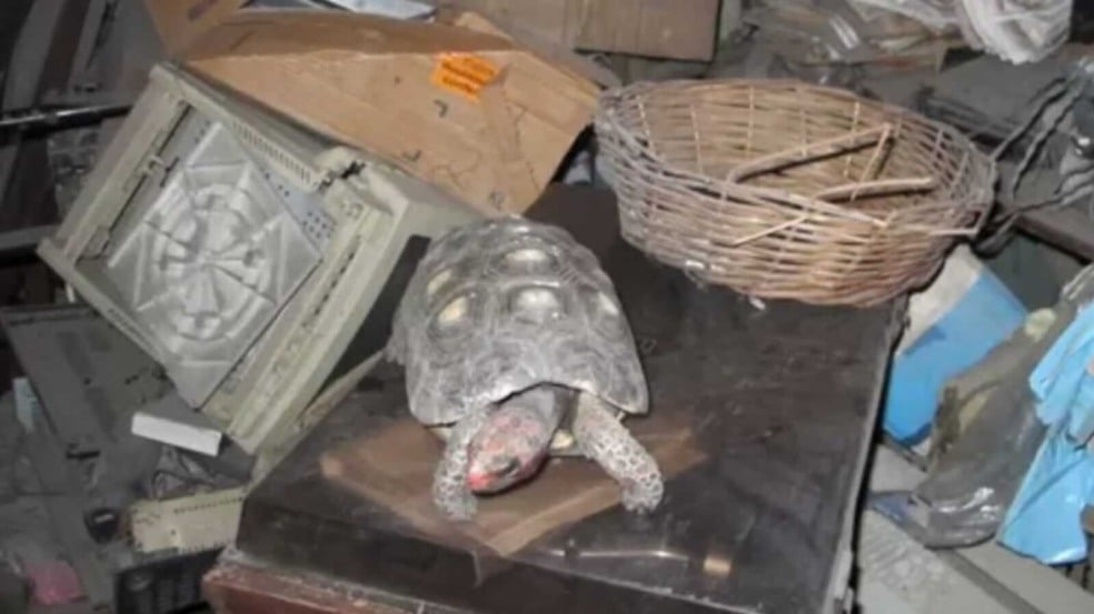 Tartaruga em meio à bagunça