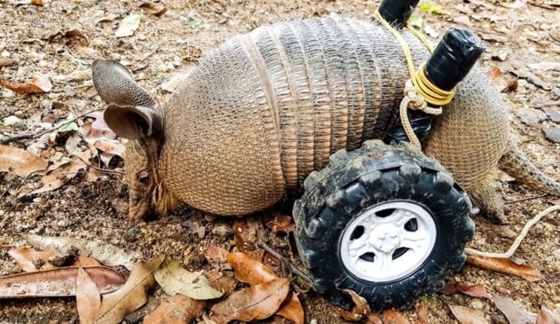 Tatu resgatado ganha ‘cadeira de rodas’ após perder movimentos das patas traseiras