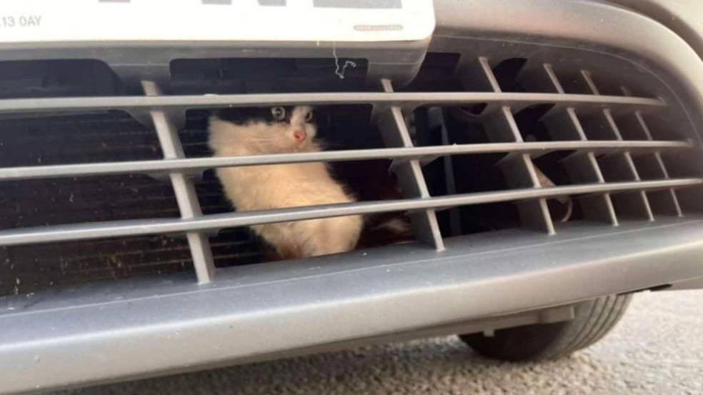 Taxista se assusta ao encontrar gato preso dentro do carro