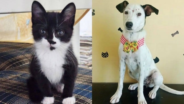 Gato e cachorro para adoção na Feira de Adoção do Maxi Shopping Jundiaí