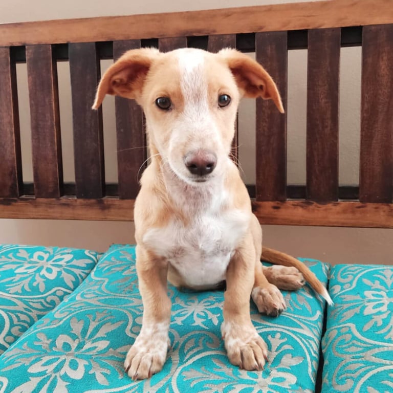 Cachorro para adoção na Feira de Adoção do Maxi Shopping Jundiaí