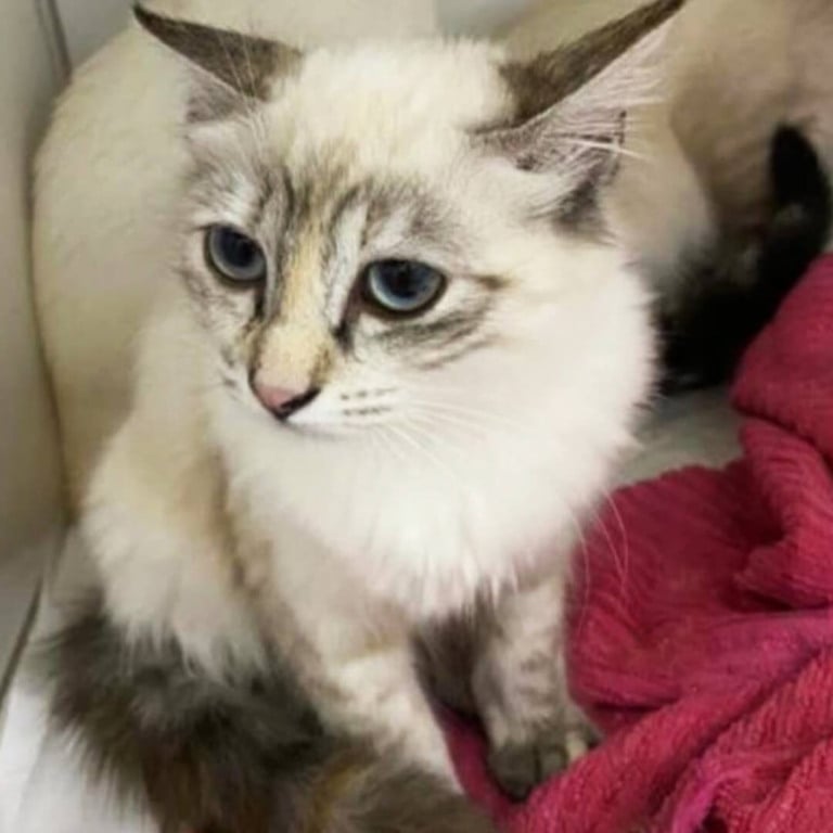 Gato para adoção na Feira de Adoção do Maxi Shopping Jundiaí