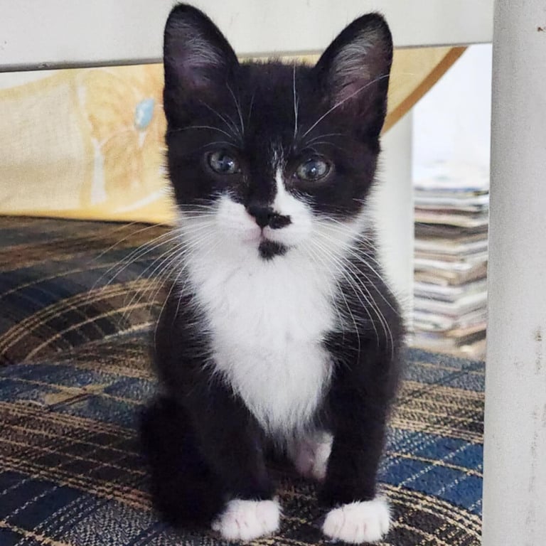 Gato para adoção na Feira de Adoção do Maxi Shopping Jundiaí